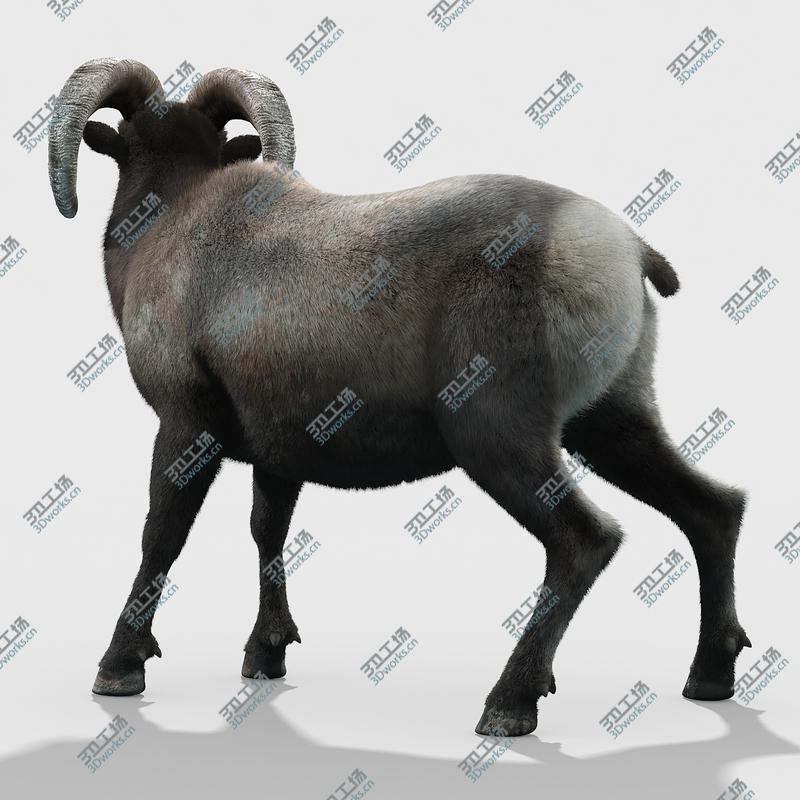 images/goods_img/2021040231/Bighorn sheep(FUR)(RIGGED)/3.jpg